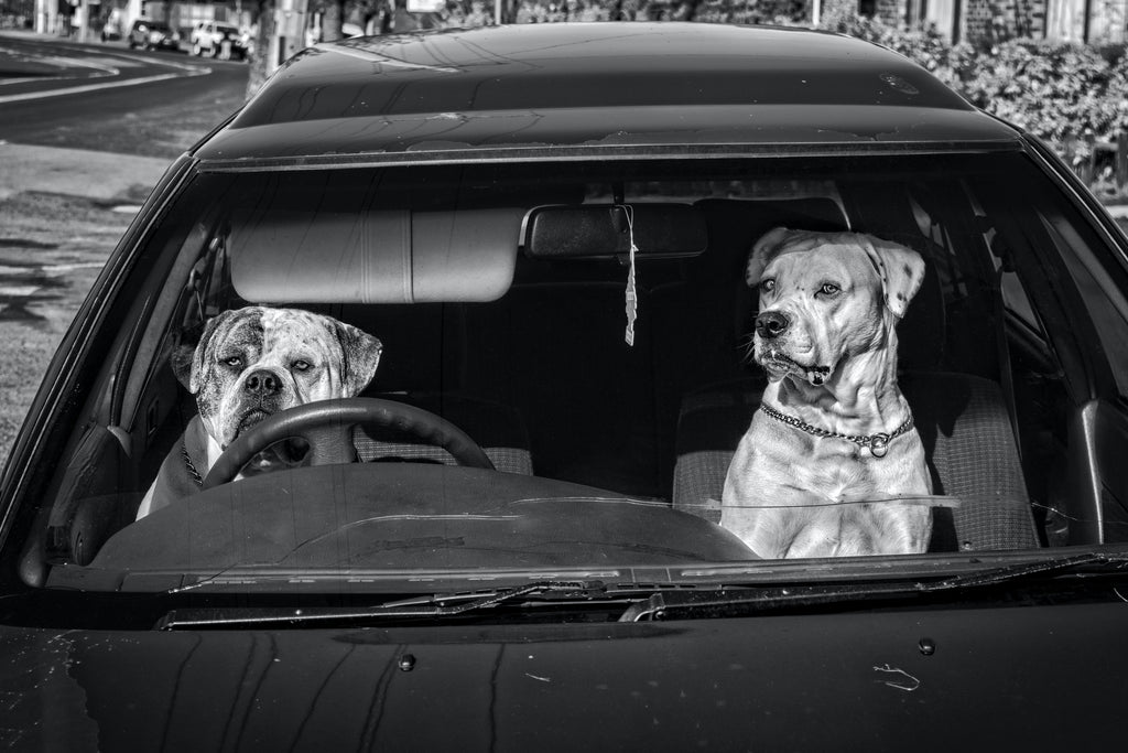 Dogs in Cars Getting Frothy