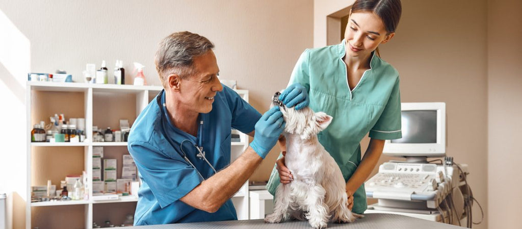 5  Questions to Ask Your Vet Revisited