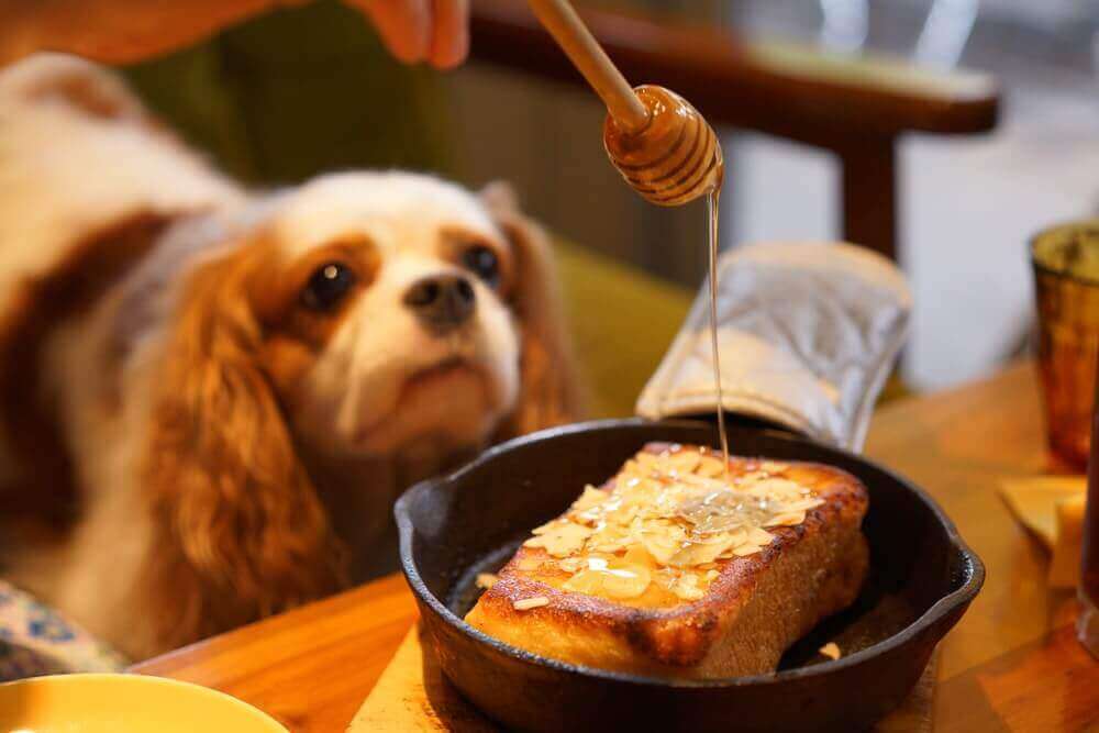 The Benefits of Honey For Your Dog