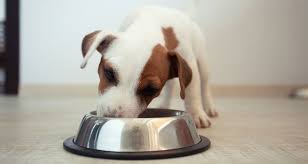 Food Amount Calculator for Dogs & Cats