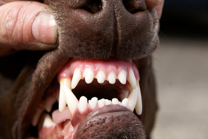 Dental Hygiene: Key to Your Pet's Health