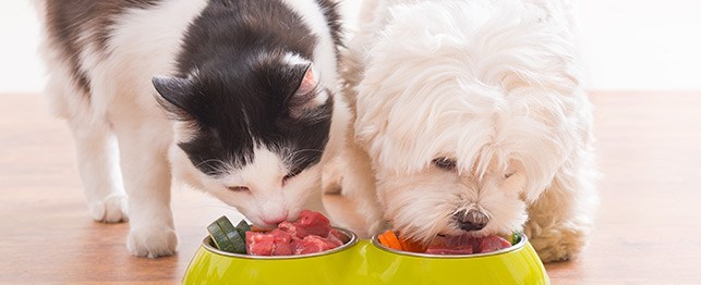 Benefits of Fresh Food for Cats and Dogs