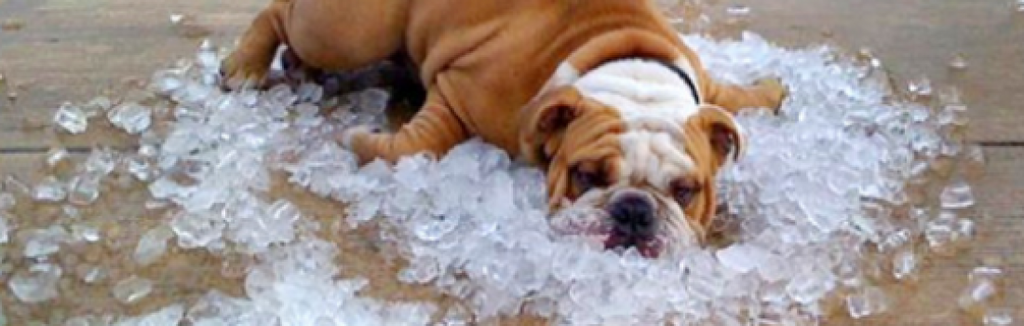 Hydrate Your Pet on Raw Diet
