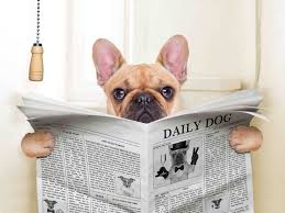 dog reading newspaper on toilet