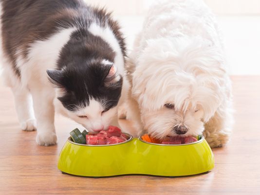 cat and dog eating raw food from bowl
