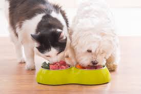 cat and dog eating from bowl
