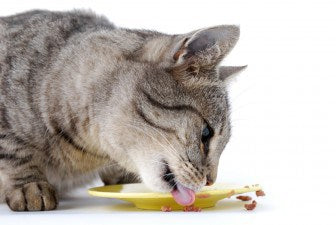 A Vet's Opinion on Feeding Raw Diet to Cats
