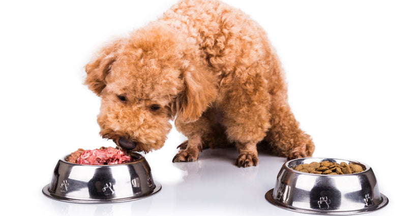 Raw Diet is Better for Your Dog's Digestive Health