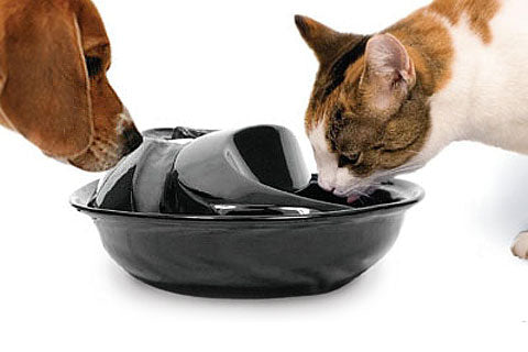 Raw Diet Hydrates Cats and Dogs