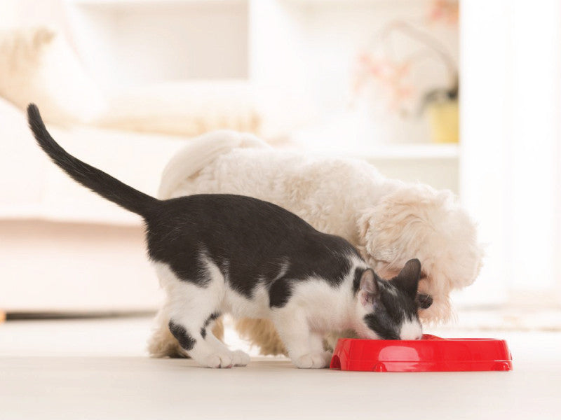 How To Start Your Dog or Cat on a Raw Diet