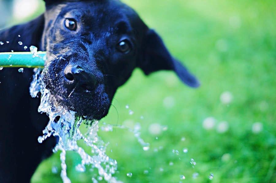 Why a Raw Diet Can Save Your Dog's Life During The Summer