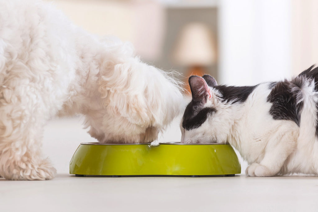 TOP 6 REASONS TO BALANCE YOUR CAT OR DOG'S RAW DIET