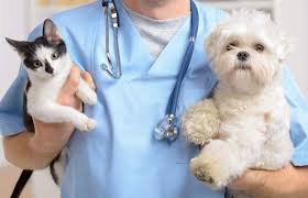 5 Questions to Ask Your Vet