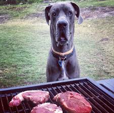 Cooking Meat for Your Dog Enhances the Taste