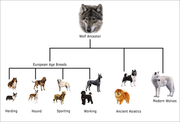 How Humans Created Dogs