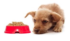 Why Dry Food is Bad for a Dog’s Health