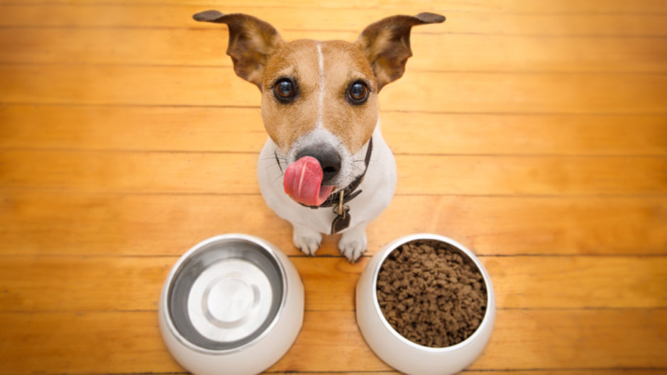 16 Dog Food Manufacturers Linked to Heart Disease