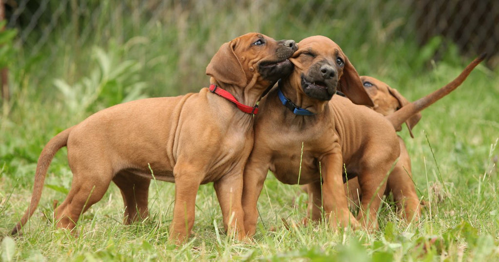 Why Your Puppy Should Socialize