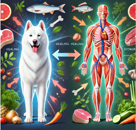 How a Natural Diet Boosts Dogs' Faster Healing and Self-Maintenance