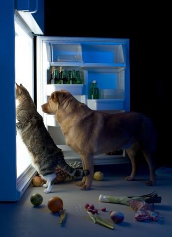 Dealing With a Fussy-eating Cat or Dog