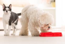 Converting the Picky Dog or Cat into an Easy Eater