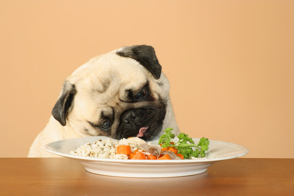 Why You Shouldn't Panic If You Run Out of Food For Your Pet