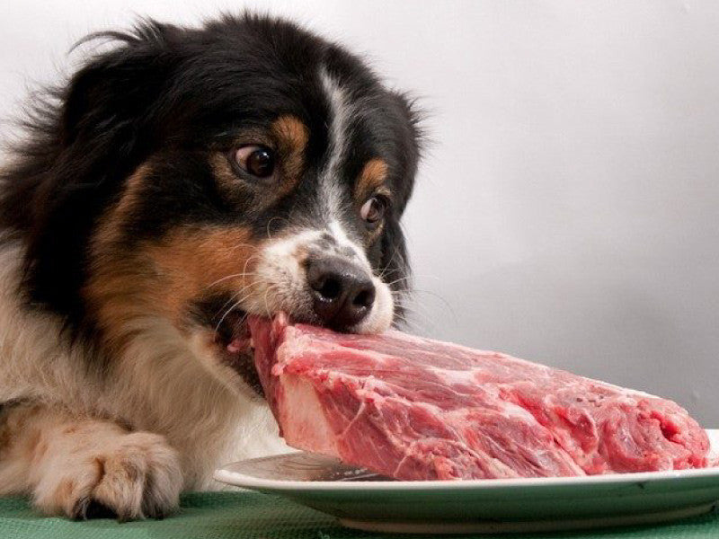 Why a Raw Diet for Your Pet is the Obvious Choice