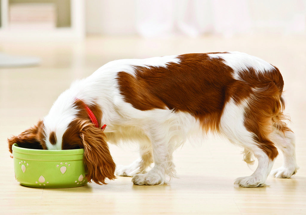 spaniel eating raw dog food from bowl