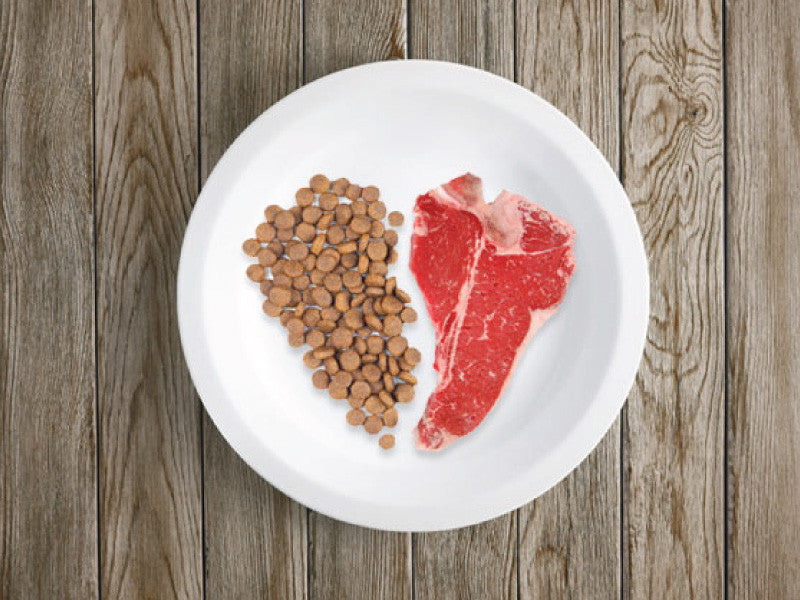 Transitioning Your Pet To a Raw Diet