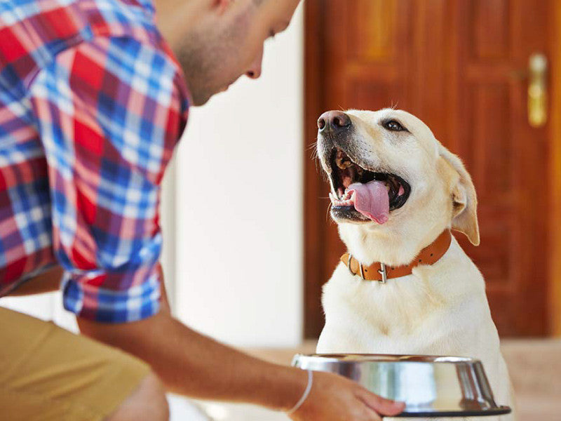 Why You Should Feed Your Dog Twice a Day