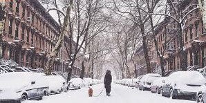 Walking Your Dog in The Winter